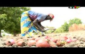 Femmes rurales Mamelles Nourricieres Dans l Extreme-Nord_151024